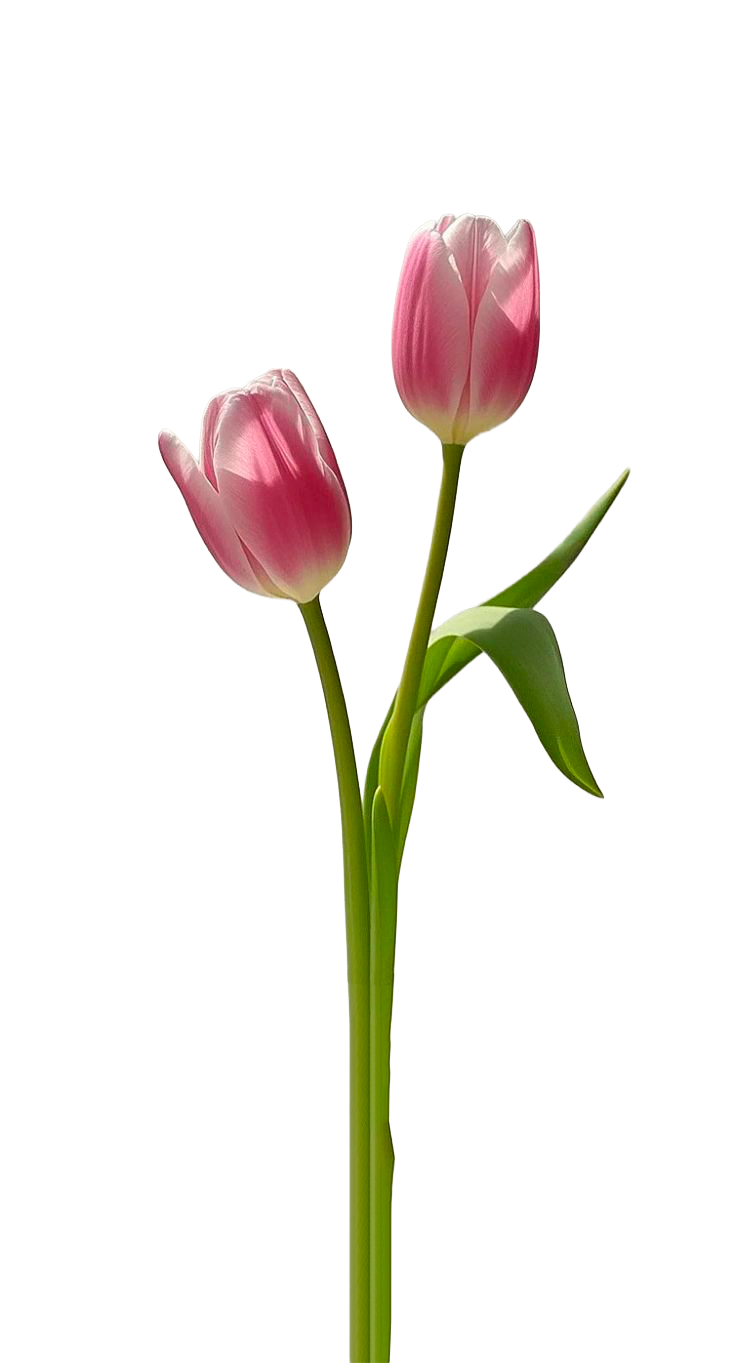 Image de deux tulipes détourées