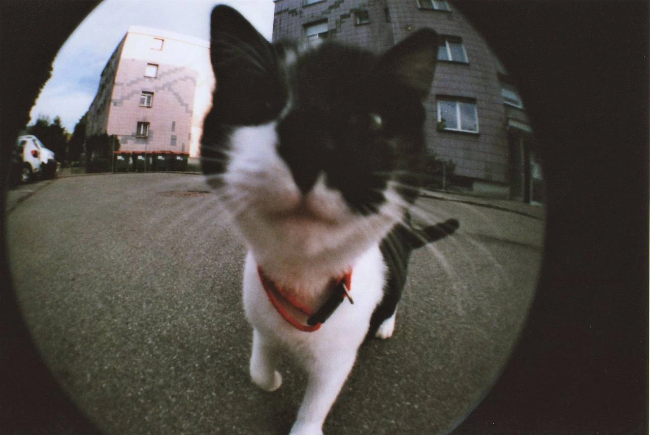 Photo d'un chat noir et blanc